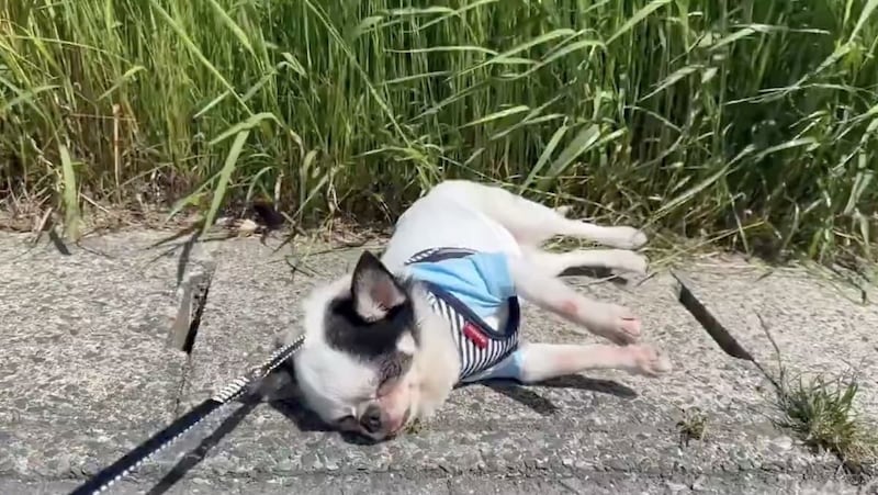 電池切れ？石化の魔法？　気分屋チワワが見せる“ガチお散歩キャンセル”