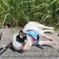 電池切れ？石化の魔法？　気分屋チワワが見せる“ガチお散歩キャンセル”