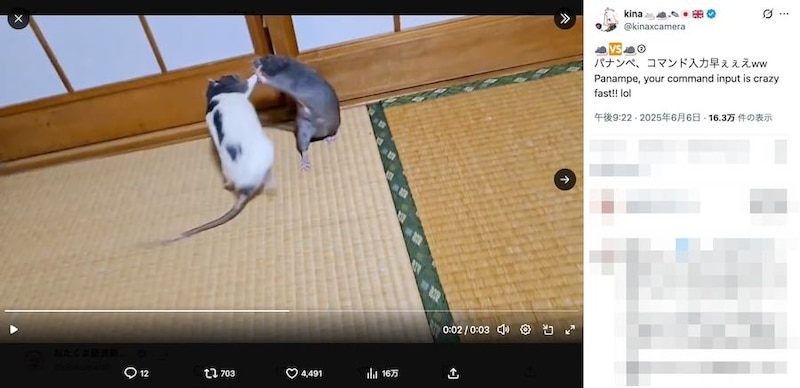 動画で見る2匹の格闘