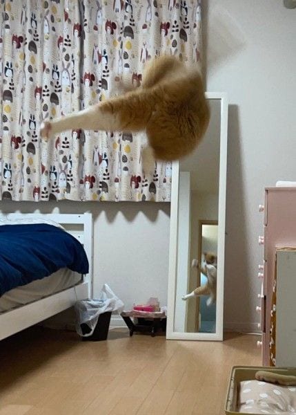 まるで格闘ゲーム　美しい「飛び蹴り」を決める猫ちゃんに驚き