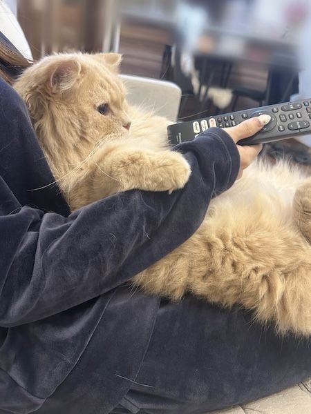 飼い主さんを“ソファ化”　テレビを見る猫ちゃんのくつろぎ姿がかわいすぎる