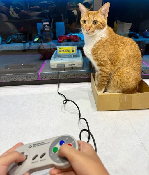 スーファミ「リセット猫」事件から2週間……“猫対策完璧ゲーム棚”が遂に完成