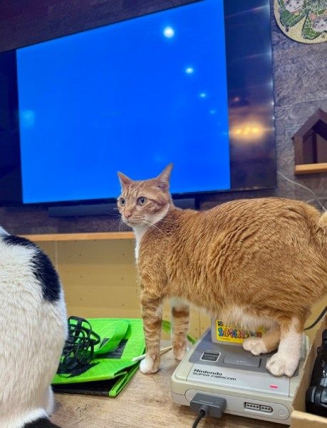 後ろ足で見事にリセットボタンを踏み抜いている愛猫「きりたんぽ」くん