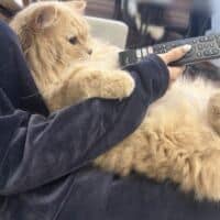 飼い主さんを“ソファ化”　テレビを見る猫ちゃんのくつろぎ姿がかわいすぎる