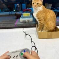 スーファミ「リセット猫」事件から2週間……“猫対策完璧ゲーム棚”が遂に完成