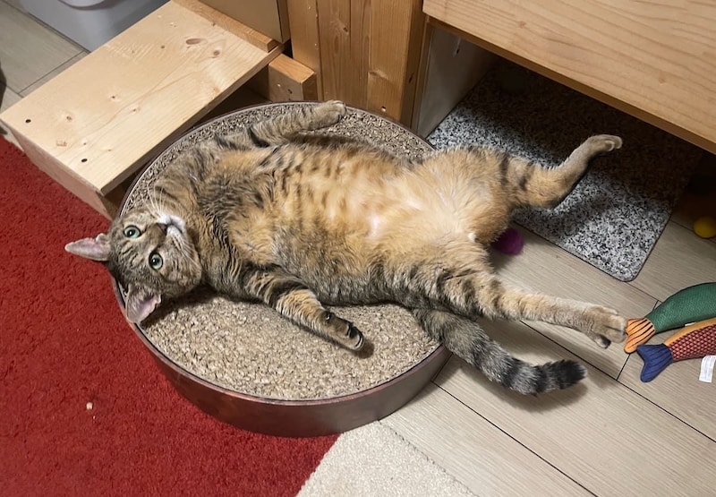なんという無防備さ 寝返りを打った瞬間に“虚無”に突入したキジトラ猫