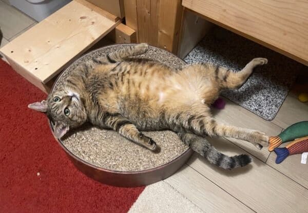 なんという無防備さ 寝返りを打った瞬間に“虚無”に突入したキジトラ猫