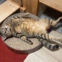 なんという無防備さ 寝返りを打った瞬間に“虚無”に突入したキジトラ猫