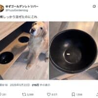 たった1つのお薬見抜く名探偵犬！ 飼い主さんをあえて泳がせる策士っぷりも？