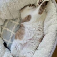 夢の中で変身中！？おててを天高く突き出す猫の「ヒーロー寝相」