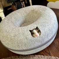 まるで救出ミッション？ベッドの小窓から顔を覗かせる猫の「特殊部隊ごっこ」が緊迫感たっぷり