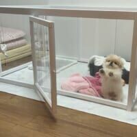 扉は開いてるのに……「閉じ込められた！」と助けを求めるペキニーズ