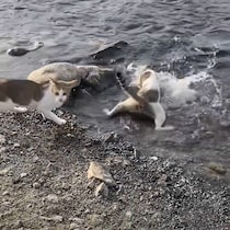 川辺からザンブと飛び込み漁をする猫、バディの心配よそに豊漁
