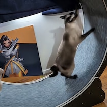 回し車で全力の猫、張り切りが過ぎてあわや衝突