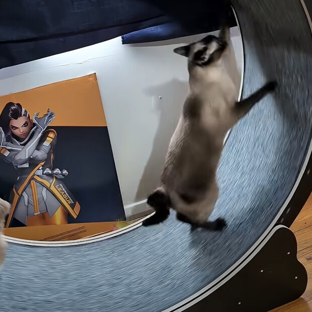 回し車で全力の猫、張り切りが過ぎてあわや衝突