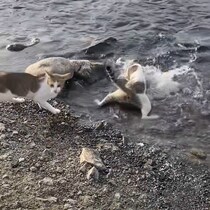 川辺からザンブと飛び込み漁をする猫、バディの心配よそに豊漁