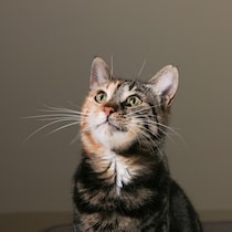 本日の美人猫vol.647