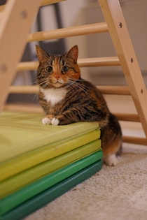 本日の美人猫vol.652