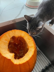 本日の美人猫vol.650