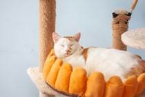 本日の美人猫vol.651