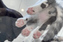 猫専用透明アクリルキャットタワー、上から下から猫見放題