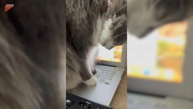 BPM早めのジャンベ連打音、猫は奏でるその肉球で