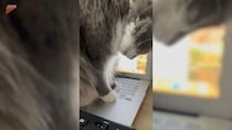 BPM早めのジャンベ連打音、猫は奏でるその肉球で