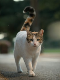 本日の美人猫vol.656