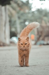 本日の美人猫vol.655