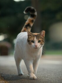 本日の美人猫vol.656