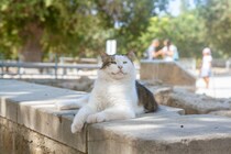 本日の美人猫vol.645