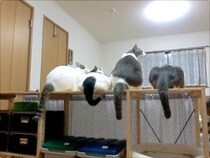 後から眺めるしゃがんだ猫の尻、見れば見るほど象にしか見えず