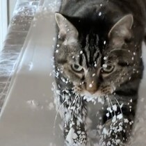 季節外れの雪化粧の猫、発泡スチロールで爪を研ぎ研ぎ