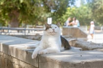 本日の美人猫vol.645