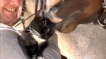 午年の猫動画初めはハムハムと、馬にお耳を食べられる猫