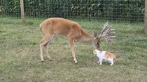 積年の風呂キャン問題これで解決、鹿に舐めさせ毛づくろいする猫
