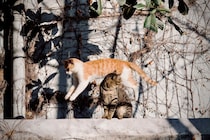 本日の美人猫vol.661