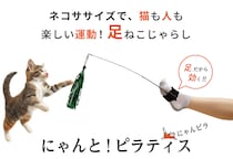 人間だけやるより猫も一緒なら、飼い主と猫の運動習慣定着アイテム