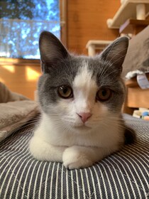 本日の美人猫vol.665