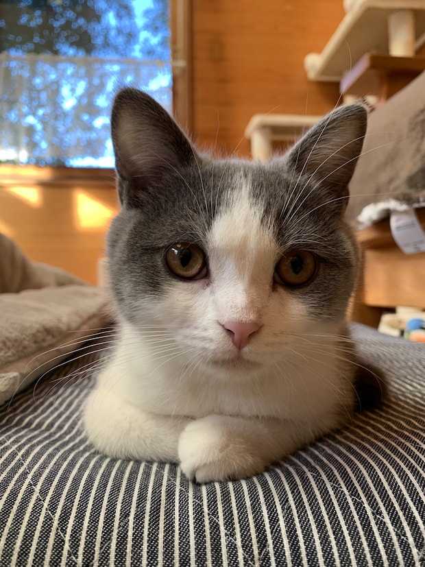 本日の美人猫vol.665