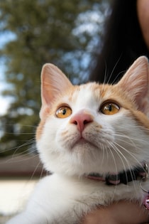 本日の美人猫vol.668