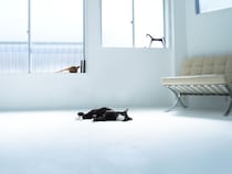 猫とはたらくvol.05：猫は、帰るべきところへ私を繋ぐ「錨」。作家・井上奈奈さんが語る、猫との暮らし