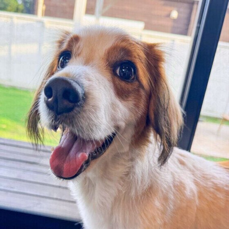 犬が不安なときにみせるしぐさ 犬が不安に感じているときの対処法 いぬのきもち