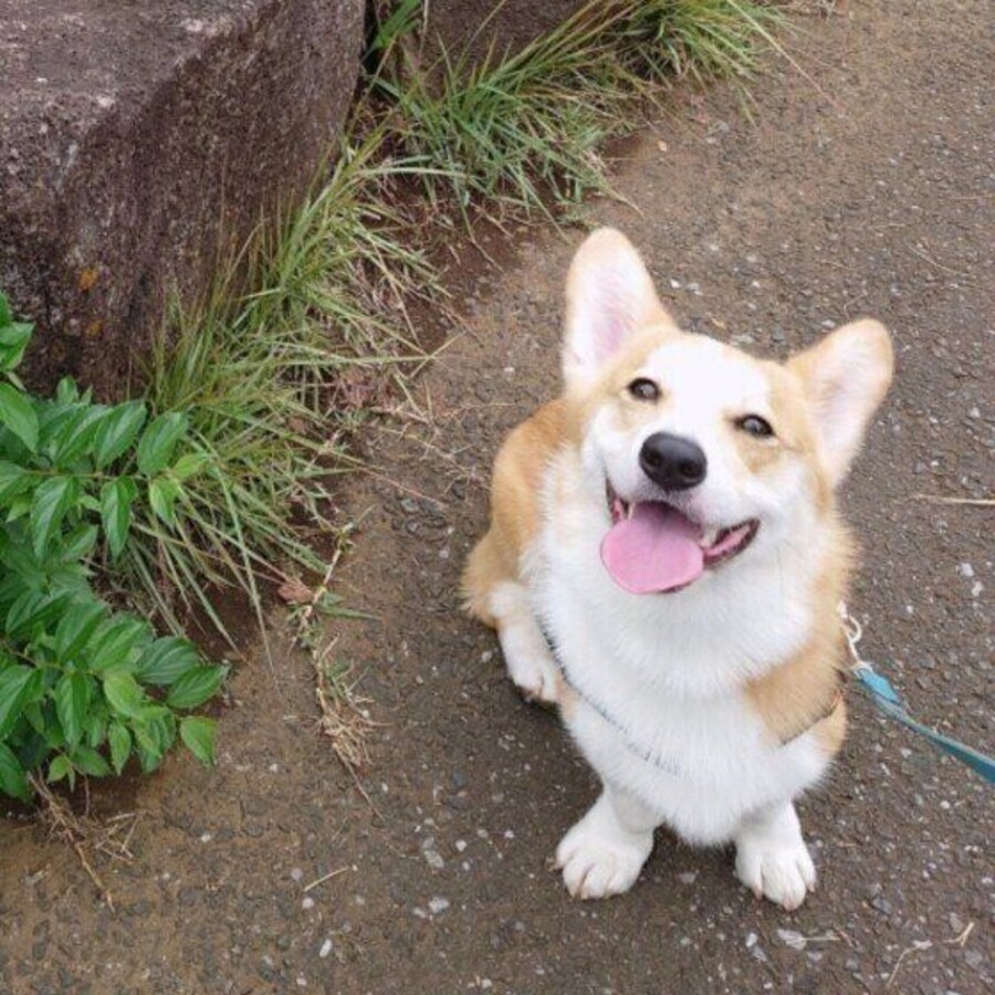 笑顔のウェルシュ・コーギー・ペンブローク