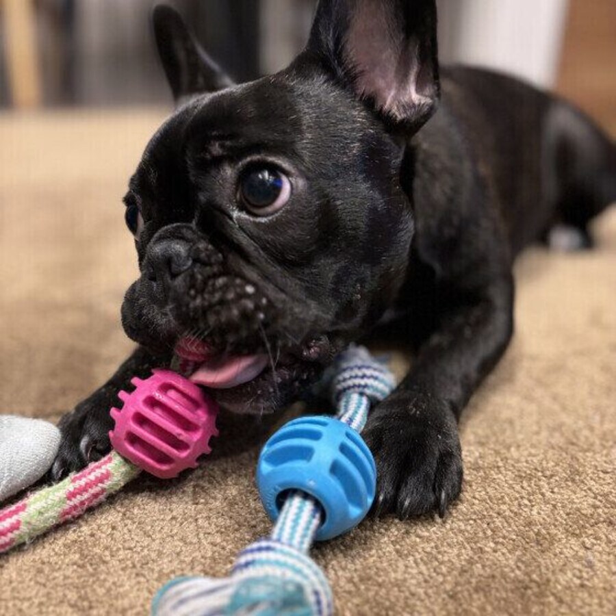 おもちゃをガジガジ中のフレンチ・ブルドッグ