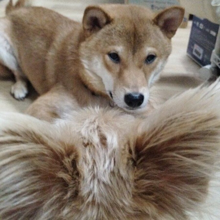 「犬の後ろから犬を見る」として投稿された1枚
