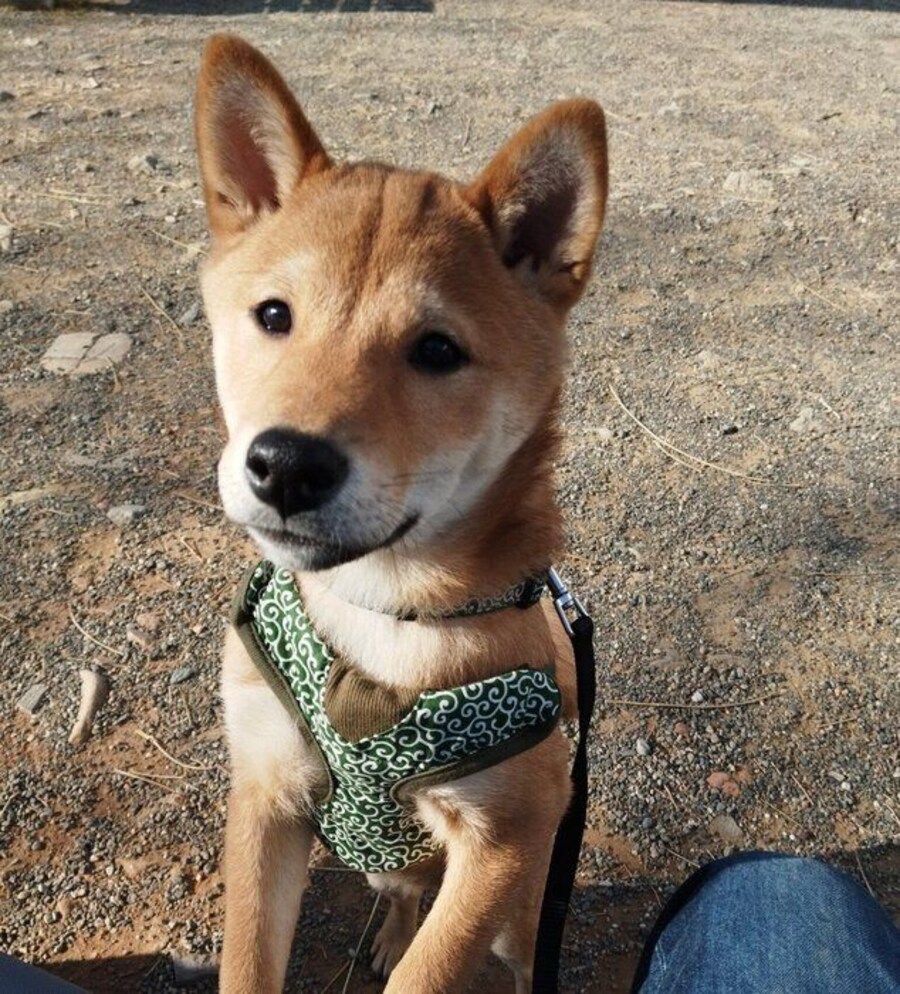 飼い主さんの膝に前足を置く蒼くん