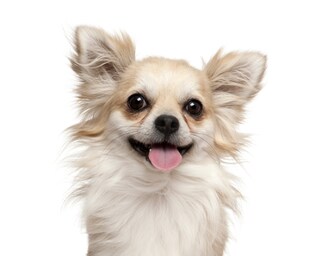 正しいしつけ・お世話・関係性…できていますか？「しつけ事典3冊」セットで解決！