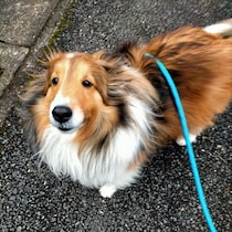 元保護犬のシェルティ子犬を迎え、苦労したトイレトレーニングを3才でマスター！幸せに暮らす今の姿にほっこり