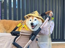 柴犬マロたんと秋の飛騨高山を散策。若い頃よりのんびりペースの旅の記録。